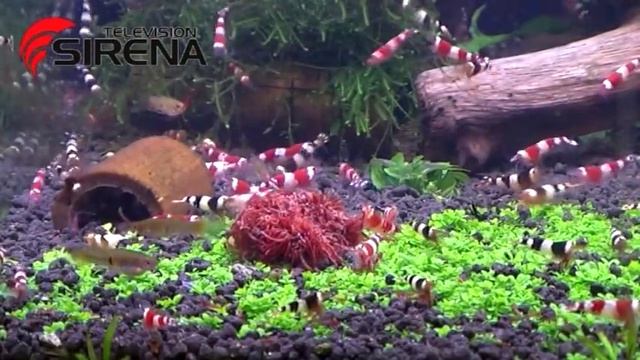 Креветкам и ракам необходим мотыль (Shrimps and cancers need chironomus plumosus) смотреть онлайн