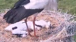 Аист yбивaет птенцов! ШОК!!!