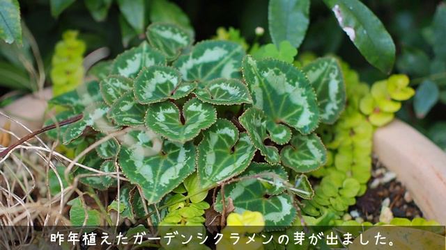 《秋のガーデニング》早秋に咲く花＊今やるべきクリスマスローズの手入れ《T's Garden》 смотреть онлайн