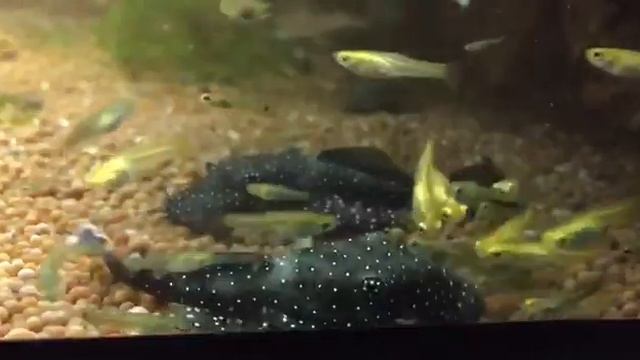 Виды анциструсов