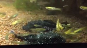 Виды анциструсов