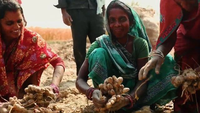 doTERRA Получение эфирного масла куркумы - Непал смотреть онлайн