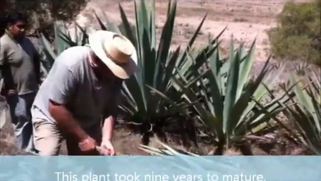 Harvesting Agave on our Ranch in Mexico смотреть онлайн