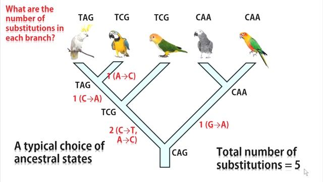 Phylogenetic analysis by Maximum Parsimony method смотреть онлайн