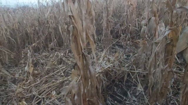 Обзор кукурузы сорт Краснодарский 291 шесть месяцев после посева!!!23 ноября 2022 год смотреть онлайн