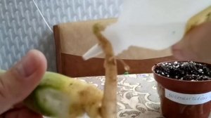 Корневая гниль у моих Адениумах - часть 2.