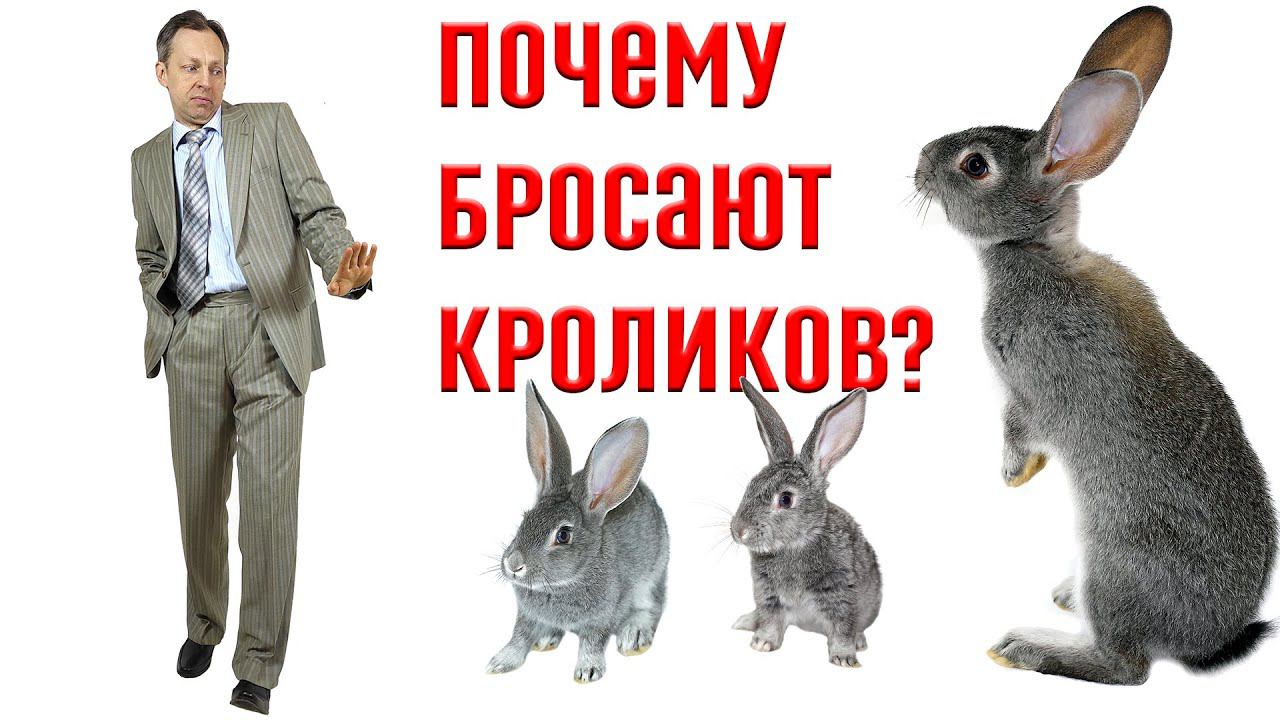 Почему люди бросают кроликов? смотреть онлайн