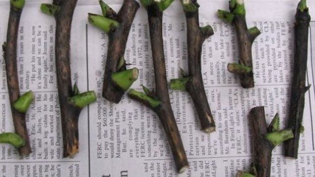 Как вырастить пионы из черенков смотреть онлайн