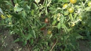 Сорт томата Черный шоколад. Очень вкусные помидоры черри. И еще о том как нас обманывают с семенами