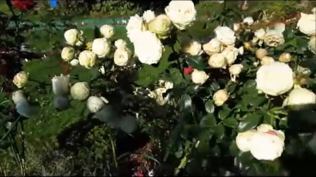 Розы смотреть онлайн