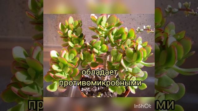 Супер БОМБА подкормка для востановления комнатных цветов. смотреть онлайн