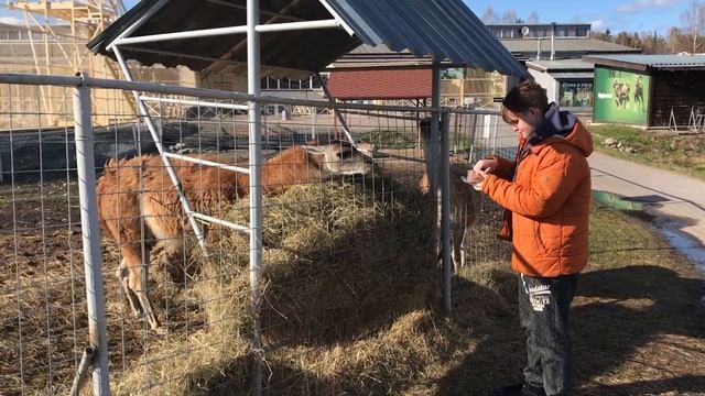 Ламы из Карельского зоопарка смотреть онлайн