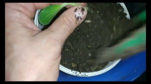 У вас сильно вытянулась рассада кабачков? посмотрите это видео это легко исправить