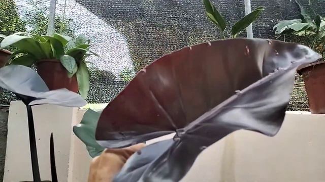 BONSAI BOUGAINVILLA+AFRICAN TALISAY+CALATHEA+ANTHURIUM ETC.VLG 85 amay plants and more смотреть онлайн
