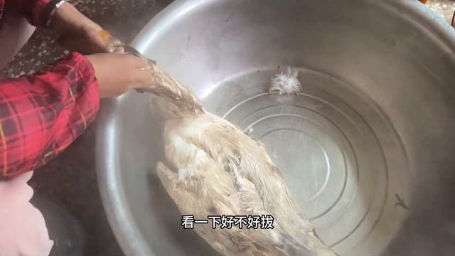 养了八个月的大白鹅今天一锅端，看看好拔毛吗？打开肚惊呆了！ смотреть онлайн