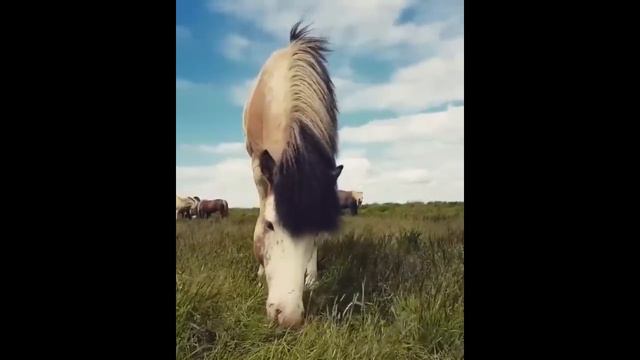Cute And Funny Horse Videos Compilation 