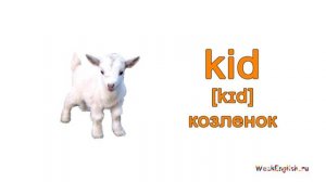Домашние животные на английском языке.  English Vocabulary - Pets