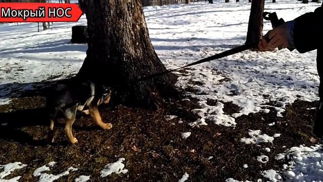 МАЛХОВЕР - метис ротвейлера с немецкой овчаркой. Мокрый нос смотреть онлайн