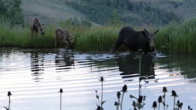 НЕВОЗМОЖНО! ПОЧЕМУ ЛОСИ НЕ САМЫЕ ЛУЧШИЕ РОДИТЕЛИ?| ДИКИЙ ЛОСЬ смотреть онлайн