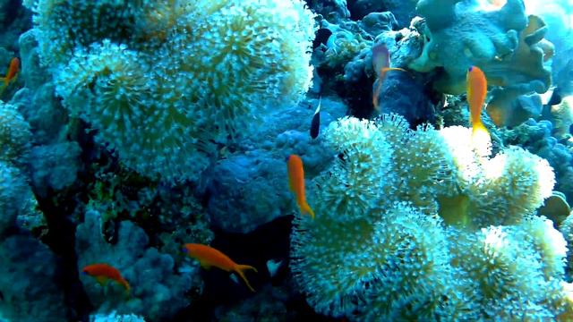 Sea goldie, coral Sarcophyton, Net fire and others, Морской голди, кораллы Саркофитон, Огненный и д смотреть онлайн