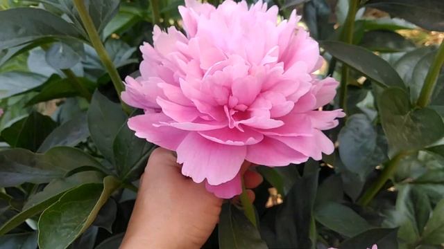 Пион Juliska. смотреть онлайн