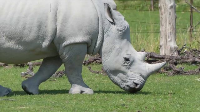 Звуки животных - Знакомые животные - Кошка - Слон - Утка - Корова - Лев смотреть онлайн
