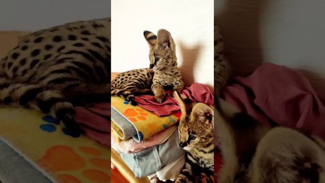 Два маленьких сервала боятся грома The serval is afraid of thunder on a rainy evening. смотреть онлайн