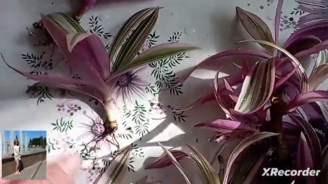 Традесканция рео(Ладья Моисея).