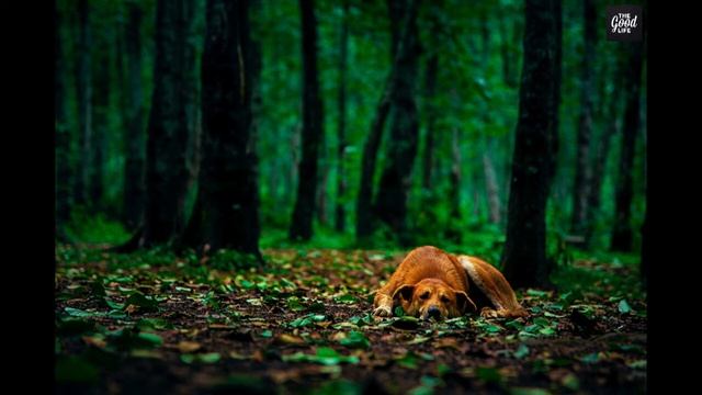 #музыка #сон #сеансы Нежный и крепкий СОН, глубокий релакс и успокоение нервной системы смотреть онлайн