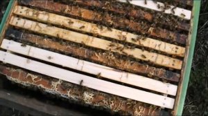 ответы на вопросы - когда начинать ставить рамки с вощиной пчелам - весна на пасеке