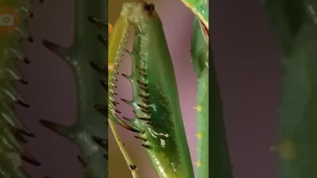 кто такой богомол смотреть онлайн