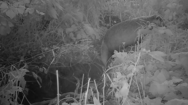 Выход Барсука на фотоловушку !!! смотреть онлайн