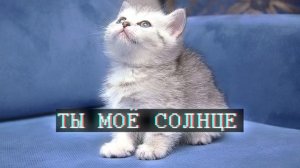 Сборник ПЕСЕН nyan.mp3 (3 песни) !