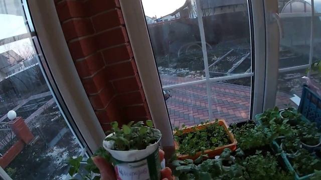 Супер фитолампа! смотреть онлайн