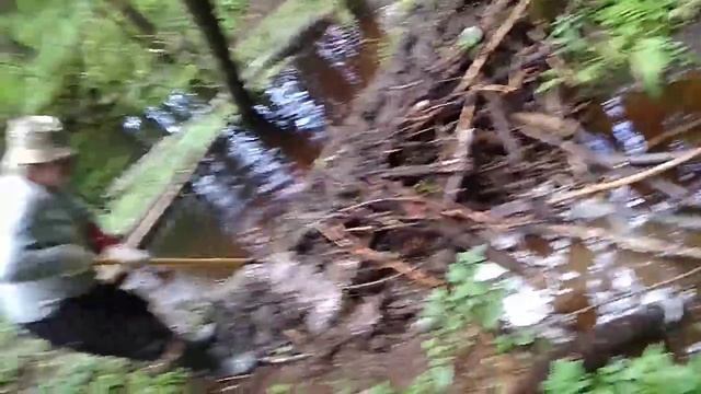 Бобры-вредители: плотина и затопленный лес смотреть онлайн