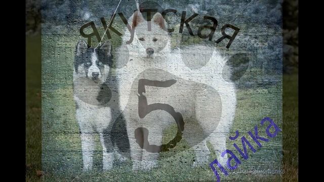 Лайка: Все виды лаек смотреть онлайн