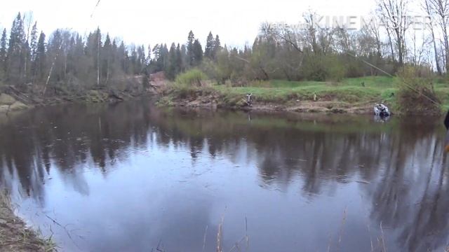 Голавль в мае , р Сясь 06.05.2020 смотреть онлайн