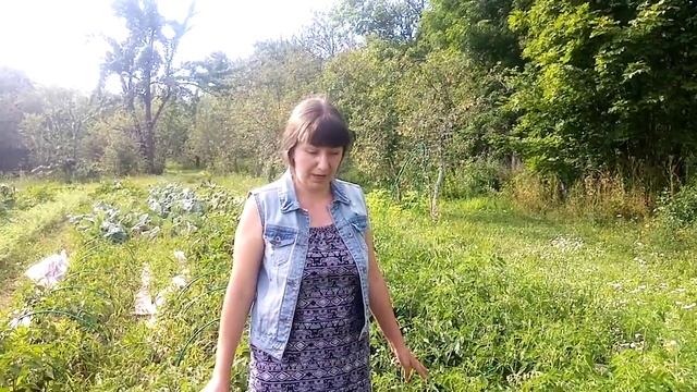 Томаты не требующие подвязки и пасынкования — это реально? смотреть онлайн