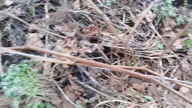 Первые распускание почек на винограде в теплице и цветение клубники на 25 апреля 2021 года.