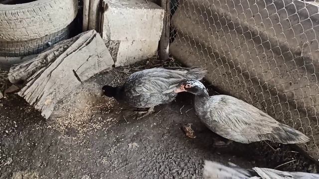 МУСКУСНЫЕ УТКИ, НУЖНО ЛИ ЗАБИРАТЬ ЯЙЦА, КАКИЕ ГНЕЗДА. смотреть онлайн