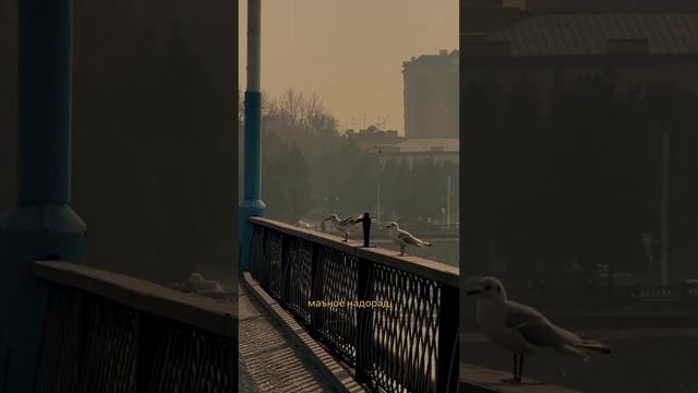 Худжанд это город красивых людей, город с особой атмосферой, город любви #khujand#tajikistan#shorts смотреть онлайн