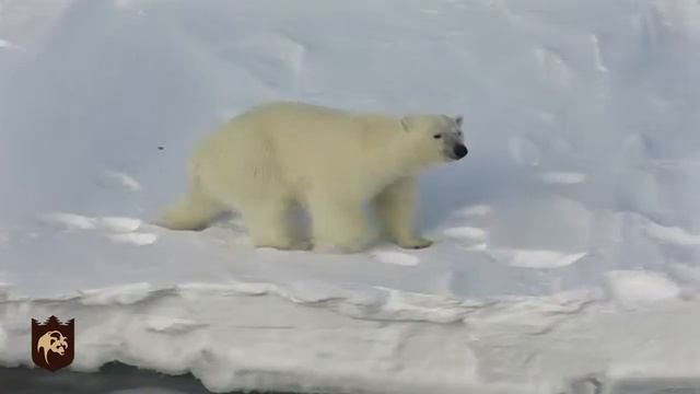 Живые символы России смотреть онлайн