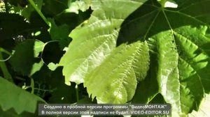 2. Результат опыления и налив ягод. Сибирь, Алтайский край.