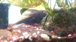 Корм для Донных аквариумных рыб и сомов! #Корм для сомов#Аквариумистика#