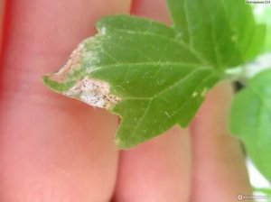 Паутинный клещ на рассаде. Как избавиться от паутинного клеща