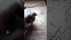 Индюшата - перевертыши.