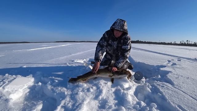 ЩУЧЬЕ БЕЗУМИЕ на Юконде, ХМАО-Югра. Часть 2, убойная.