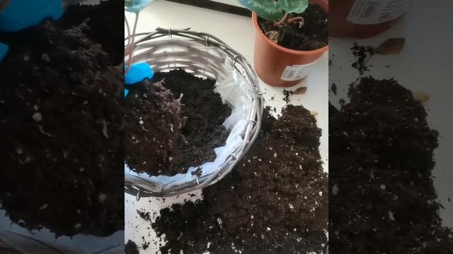 Цикламен как ухаживать смотреть онлайн