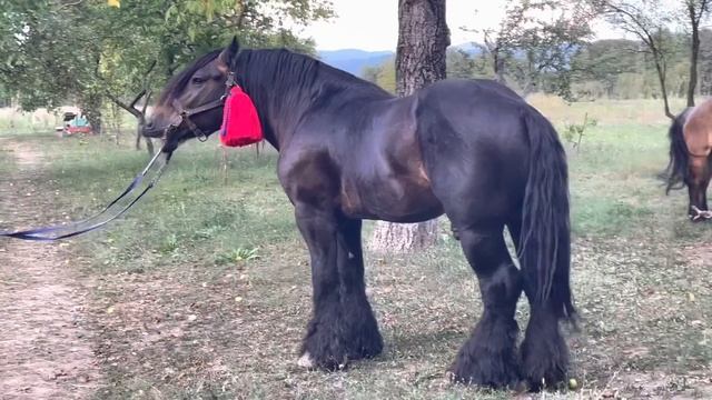 Коні Ваговози.Жеребець Алан.Паруємо Кобилу Пушу.Перша Паровка Алана на Каналі.Вдала Паровка Кобили? смотреть онлайн
