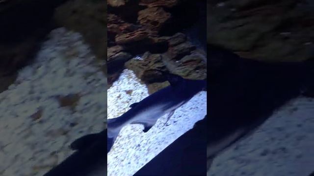 Пангасиус (Акулий сом)